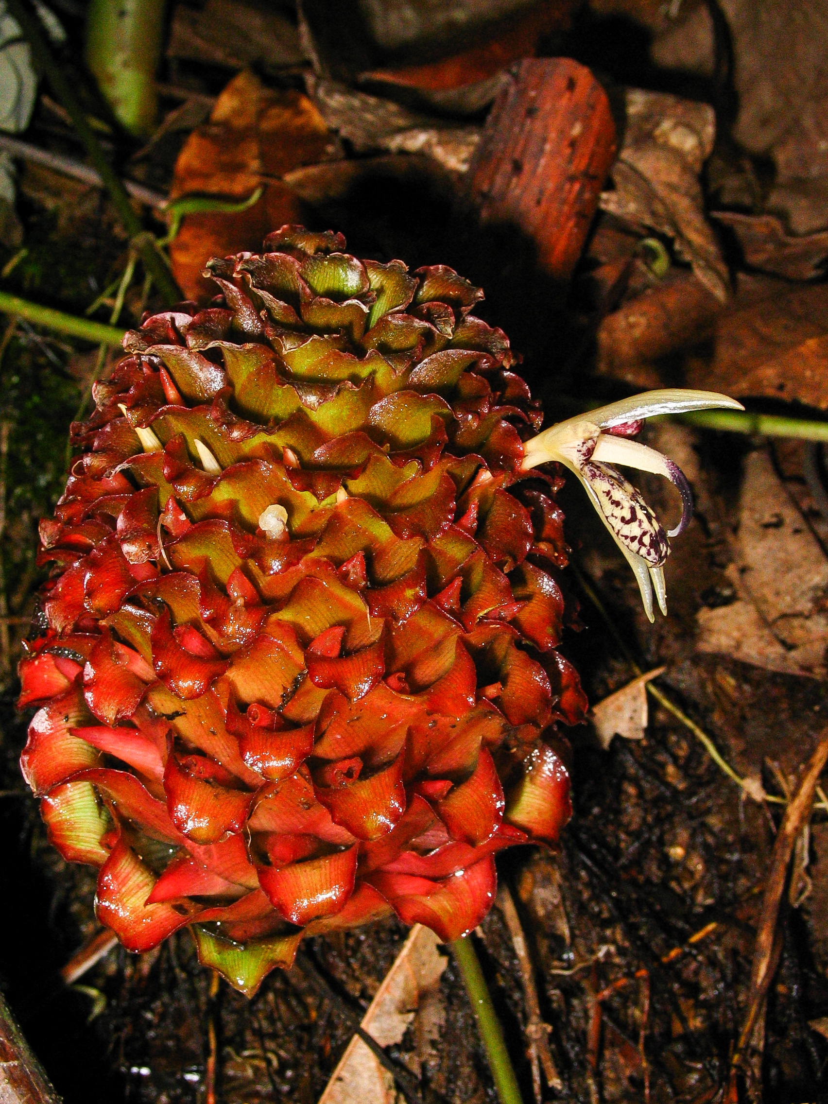 ปุดหวาน Zingiber wrayi Prain ex Ridl.<br/>Zingiberaceae